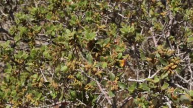 Çiçek açan kırmızı aksiller dayanıklılığını belirsizleştiriyor. Çöl Oku, Quercus Cornelius-Mulleri, Fagaceae, Joshua Tree Ulusal Parkı, Güney Mojave Çölü, Bahar Çölü.
