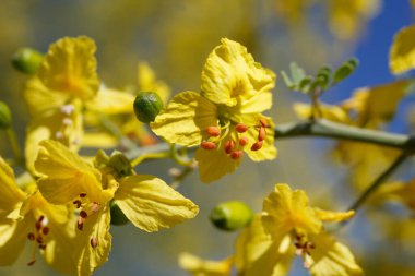 Mavi Palo Verde, Parkinsonia Florida, Fabaceae 'nin sarı çiçek açan aksiller belirsiz yarış parkurları Twentynine Palms, Morongo Havzası, Southern Mojave Çölü, Spring time.