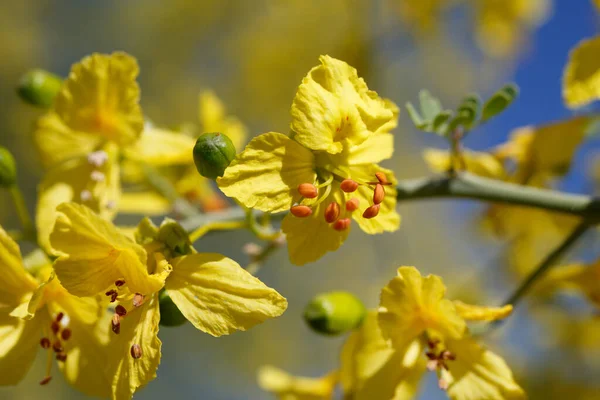 Żółte Kwitnące Pachwiny Nieokreślone Kwiatostany Wyścigowe Blue Palo Verde Parkinsonia Zdjęcie Stockowe