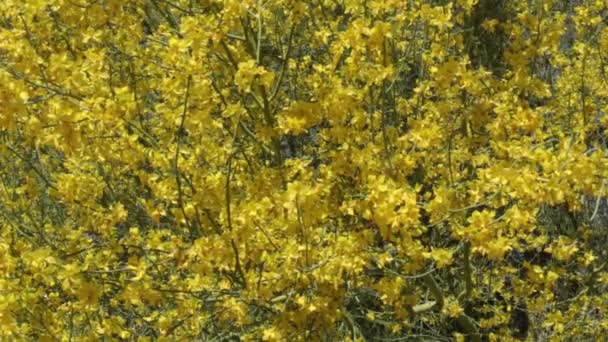 Κίτρινη Ανθούσα Μασχαλιαία Απροσδιόριστη Ράτσα Ταξιανθίες Του Blue Palo Verde — Αρχείο Βίντεο