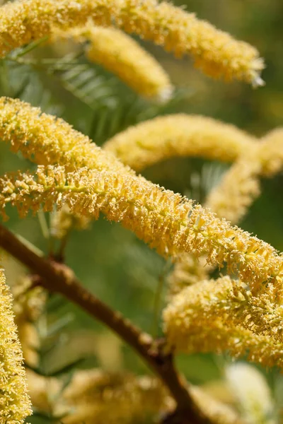Blooming Yellow Axillary Indeterminate Raceme Inflorescences Honey Mesquite Prosopis Glandulosa — Stock Photo, Image