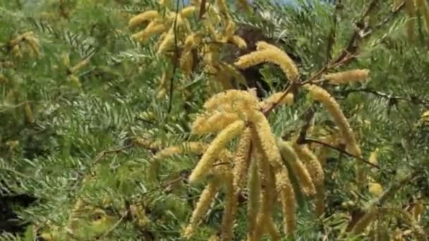 Bloeiende Gele Axillaire Onbepaalde Bloeiwijzen Van Honing Mesquite Prosopis Glandulosa — Stockvideo