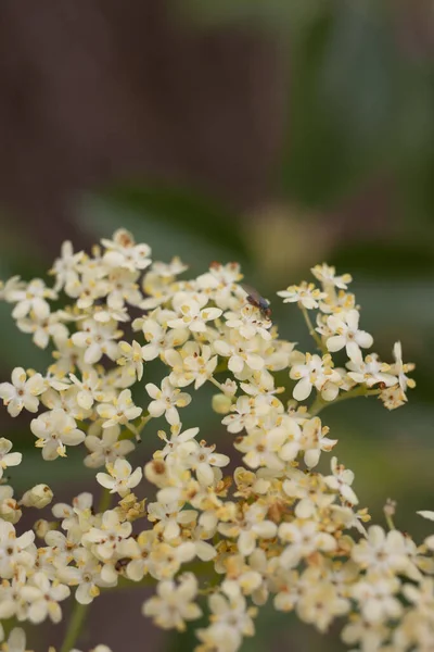 白端子を開花させると レッドロックキャニオンMrca公園 サンタモニカ山脈 春の時期に ブルーエルダー サンブカス カエルーレア アドキサ科 ネイティブ多年生単子葉植物落葉性樹木の複合花序が決定します — ストック写真