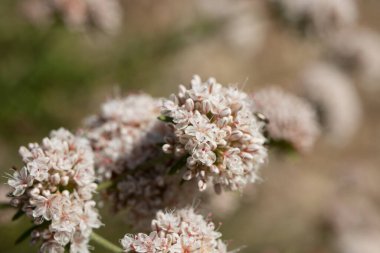 Pembe ve beyaz çiçek açan terminal, Kaliforniya Karabuğday, Eriogonum Fasciculatum, Polygonaceae, Red Rock Kanyonu MRCA Parkı, Santa Monica Dağları, İlkbahar.