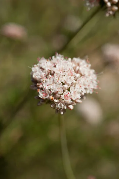 Pink White Blooming Terminal Determinate Cymose Head Inflorescences California Buckwheat — Foto de Stock