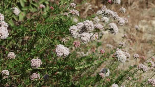 加利福尼亚荞麦 红岩峡谷Mrca公园 圣莫妮卡山脉 春天里的针叶和白色开花顶生松果花序 多年生单斜分生植物 — 图库视频影像