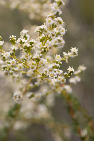Blooming White Terminal Indeterminate Panicle Inflorescences Resinbrush Adenostoma Fasciculatum Rosaceae — Stock Photo, Image