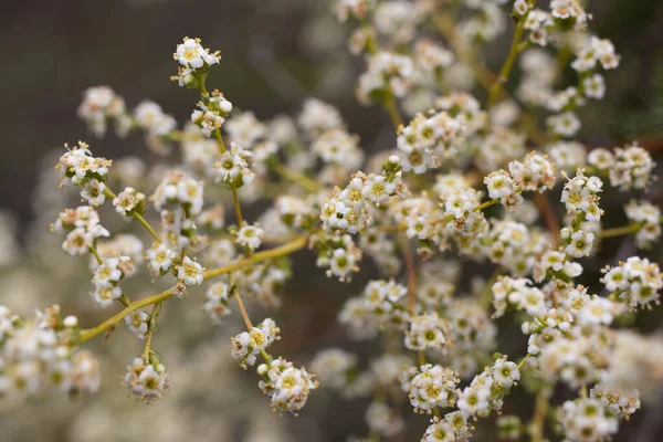 Kwitnący Biały Terminal Nieokreślone Kwiatostany Panika Resinbrush Adenostoma Fasciculatum Rosaceae Obrazy Stockowe bez tantiem