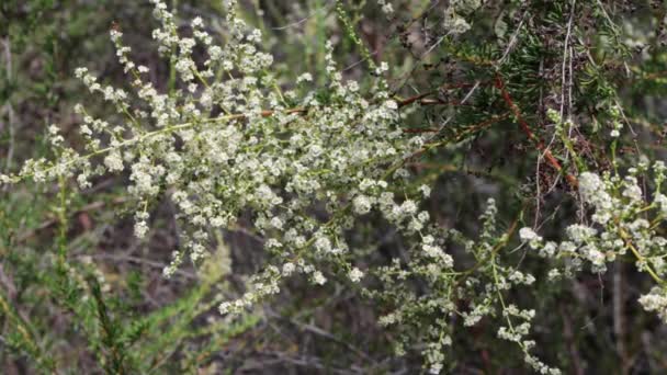 Kvetoucí Bílý Terminál Neurčitý Panicle Květenství Resinbrush Adenostoma Fasciculatum Rosaceae — Stock video
