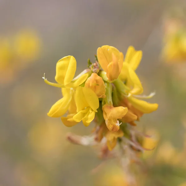 Żółty Kwitnący Pachwinowy Nieokreślony Kwiatostan Umbel Deerbroom Acmispon Glaber Fabaceae Zdjęcia Stockowe bez tantiem
