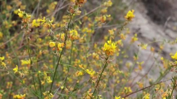 Flor Amarilla Inflorescencias Axilares Indeterminadas Del Paraguas Deerbroom Acmispon Glaber — Vídeos de Stock