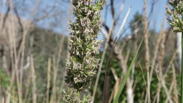 Kvetoucí Bílý Terminál Neurčitého Paniclového Rozkvětu Krkonoš Elymus Condensatus Poaceae — Stock video