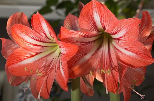 Red Lilies. a heraldic fleur-de-lis. A vibrant spray of two wine red lily flowers — Stock Photo, Image