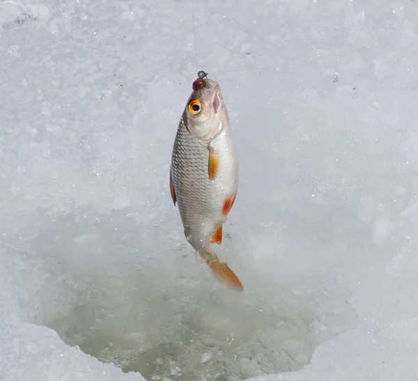 Raw fish after fishing — Stock Photo, Image