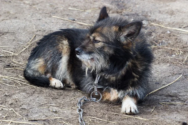 Маленькая грустная собака на цепи — стоковое фото