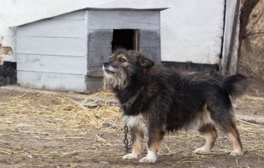 Bir zincir üzerinde küçük üzgün köpek