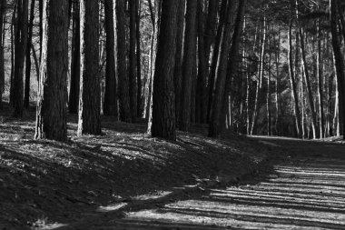 Vintage orman arka plan