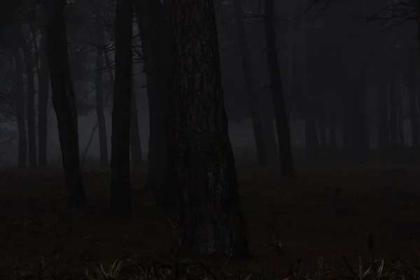 Bosque con niebla y luz cálida — Foto de Stock