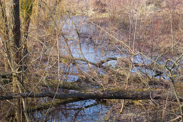 Mysterious morning time in swamp area. — Stock Photo, Image