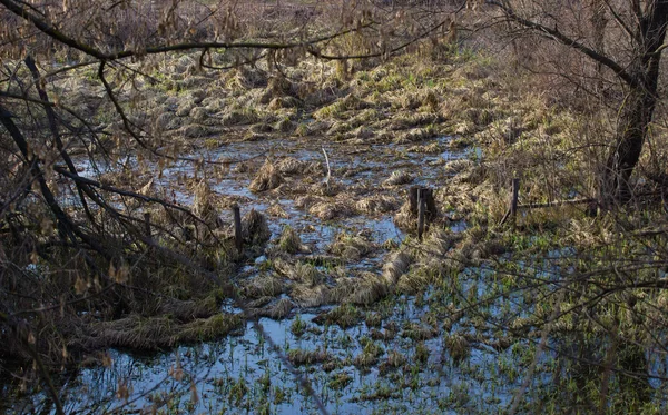 Mystérieuse heure du matin dans la zone des marais . — Photo