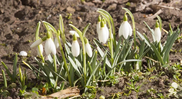 Delicate Snowdrop flower