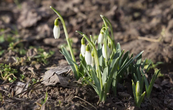 Delicate Snowdrop flower