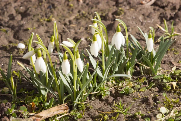 Delicate Snowdrop flower