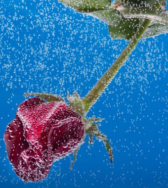 mavi bir arka plan üzerinde su gül