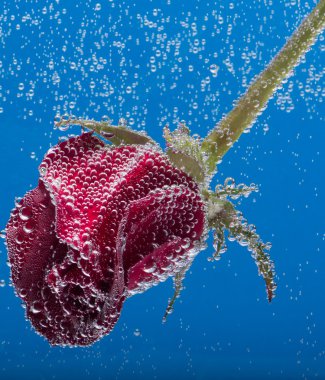 mavi bir arka plan üzerinde su gül