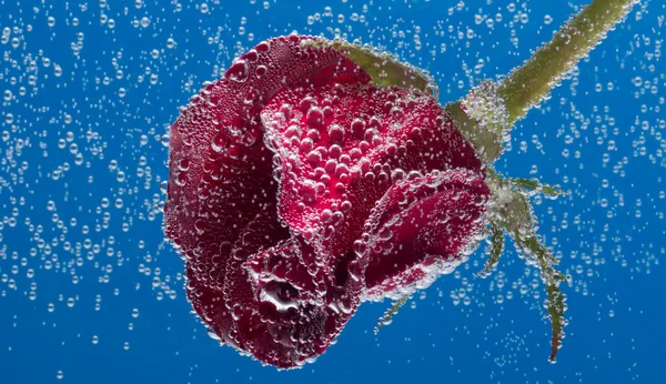 Rosa in acqua su fondo blu — Foto Stock