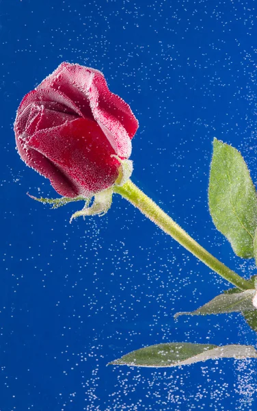 Rosa in acqua su fondo blu — Foto Stock