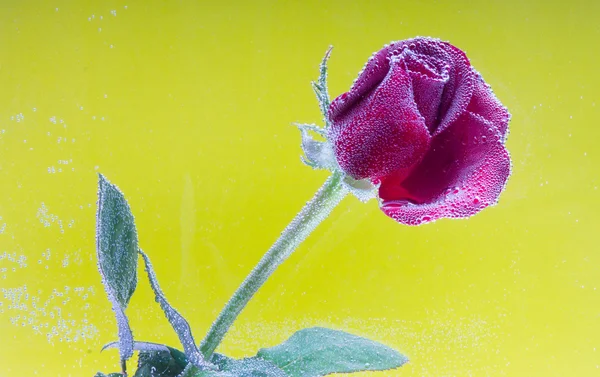 Rosa in acqua su fondo giallo — Foto Stock