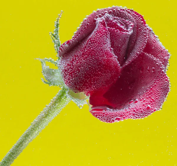 Rose i vattnet på gul bakgrund — Stockfoto