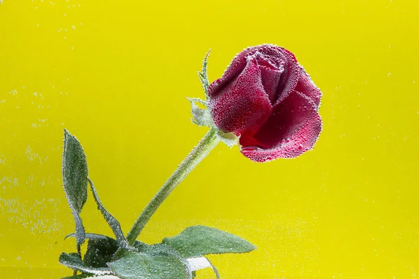 Rosa in acqua su fondo giallo — Foto Stock