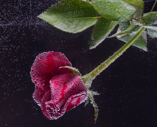 Rosa in acqua su fondo nero — Foto Stock