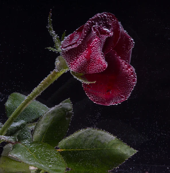Rosa in acqua su fondo nero — Foto Stock