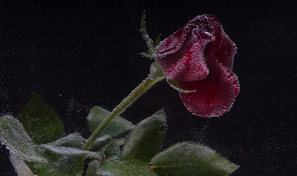 Rosa in acqua su fondo nero — Foto Stock
