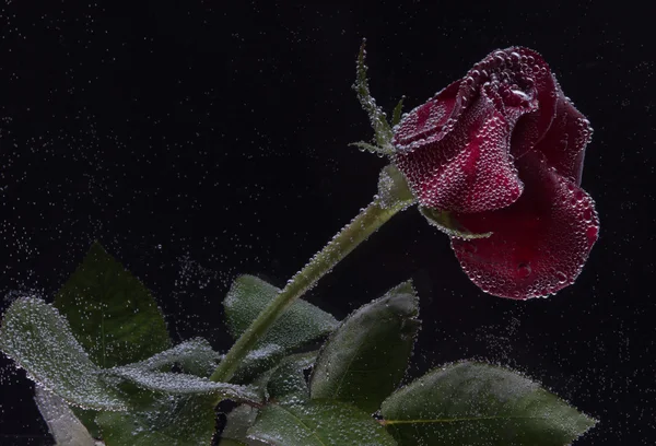 Τριαντάφυλλο στο νερό σε μαύρο φόντο — Φωτογραφία Αρχείου