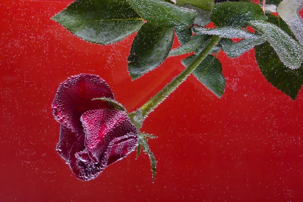 Rosa in acqua su fondo giallo — Foto Stock