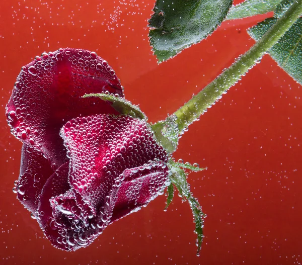 Rosa in acqua su fondo giallo — Foto Stock