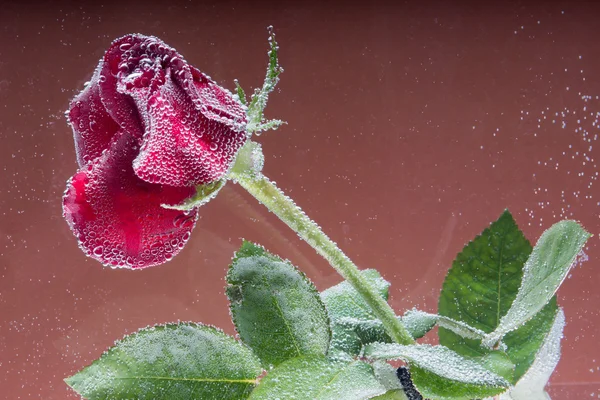 Rosa in acqua su fondo marrone — Foto Stock