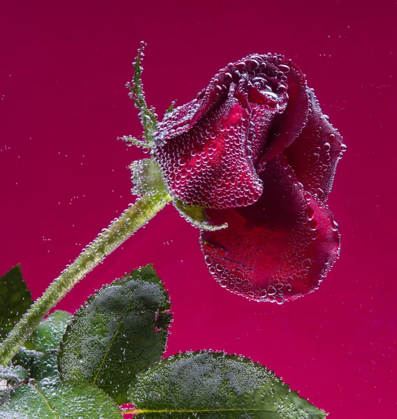 Roos in het water op een paarse achtergrond — Stockfoto