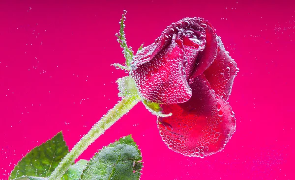 Rosa in acqua su fondo viola — Foto Stock
