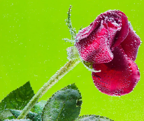 Rosa in acqua su fondo verde — Foto Stock