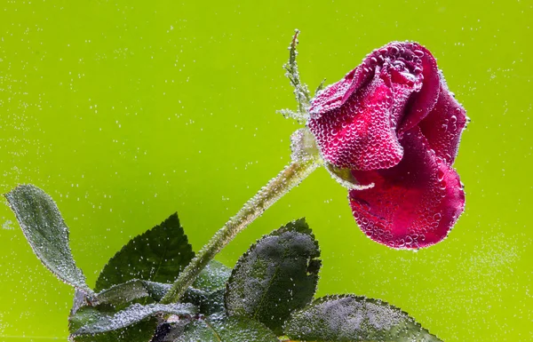 Rosa in acqua su fondo verde — Foto Stock