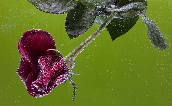 Subiu na água sobre um fundo verde — Fotografia de Stock