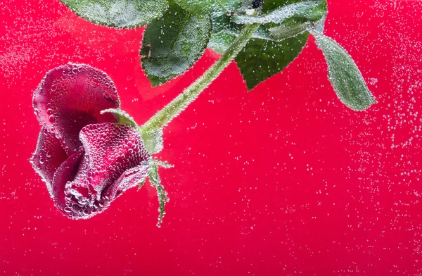 Rosa in acqua su fondo rosso — Foto Stock