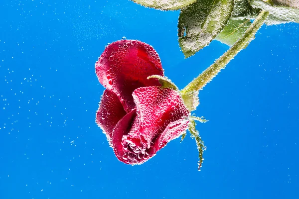 Rosa in acqua su fondo blu — Foto Stock