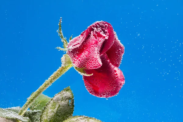 Rosa in acqua su fondo blu — Foto Stock