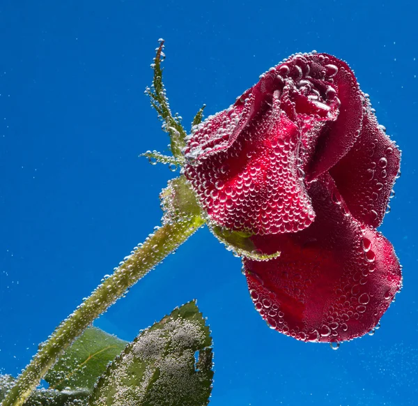 Rosa in acqua su fondo blu — Foto Stock